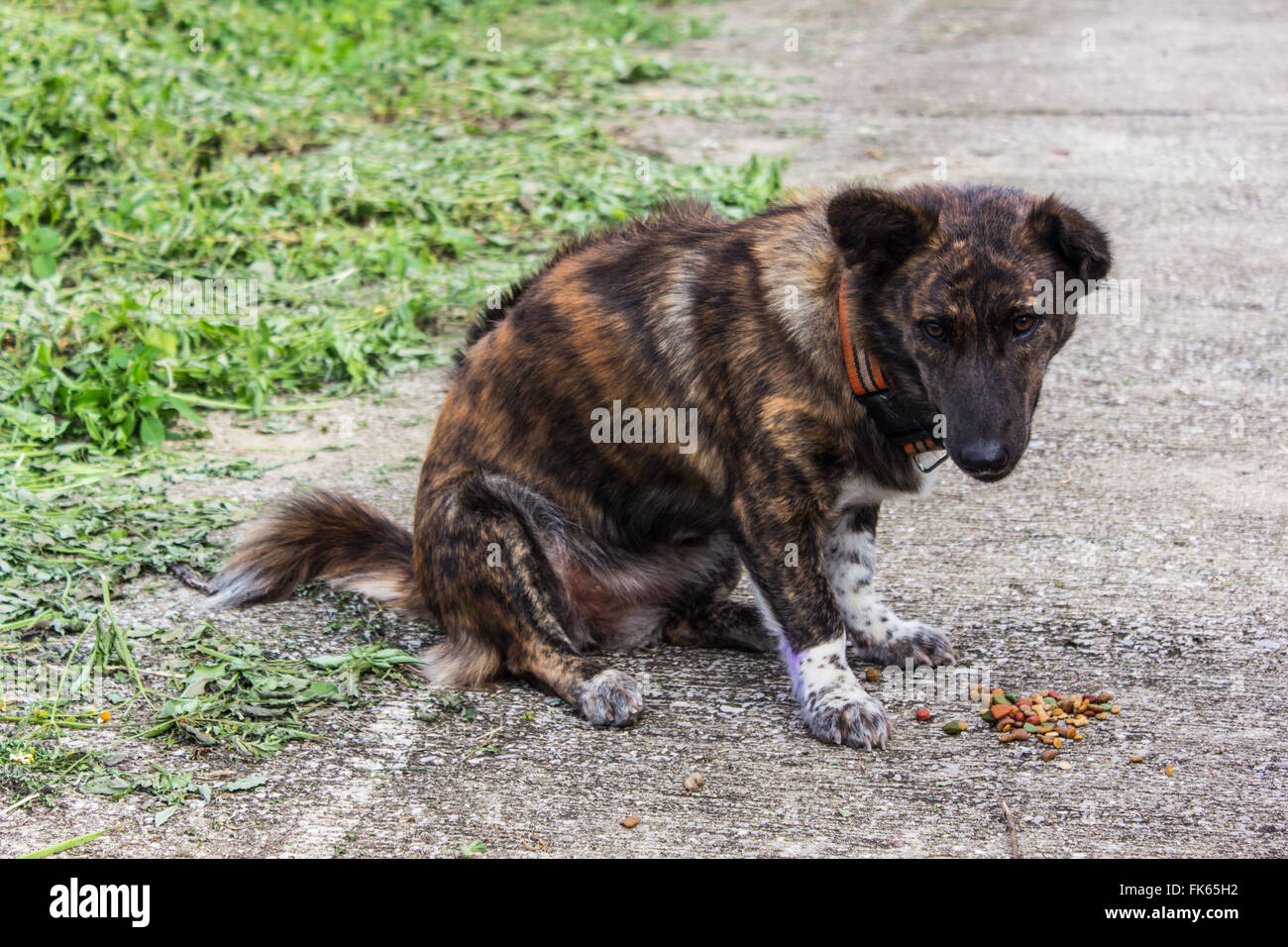 Thai Stray dog Stock Photo