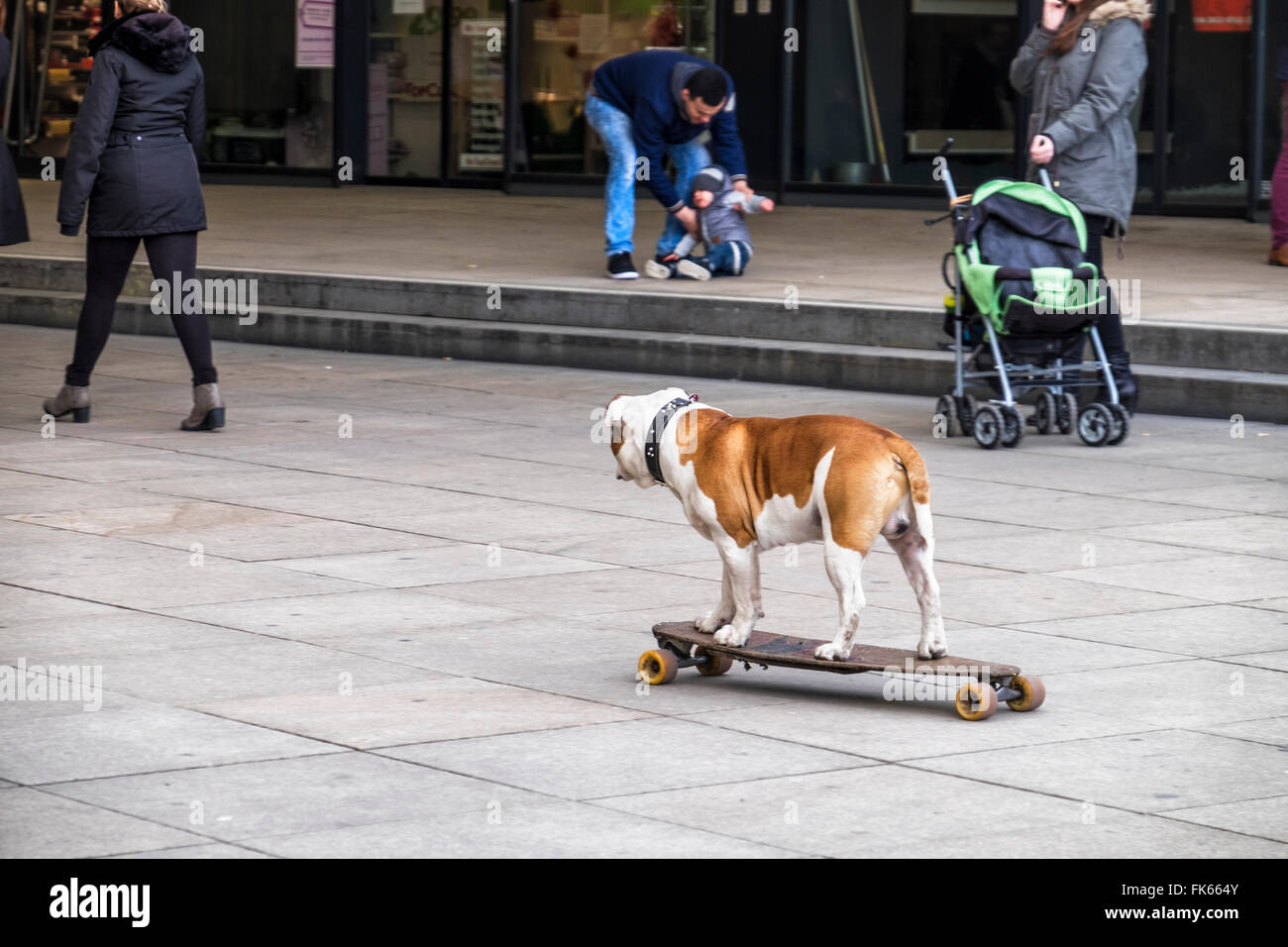 Skateboarding pet hi-res stock photography and images - Alamy
