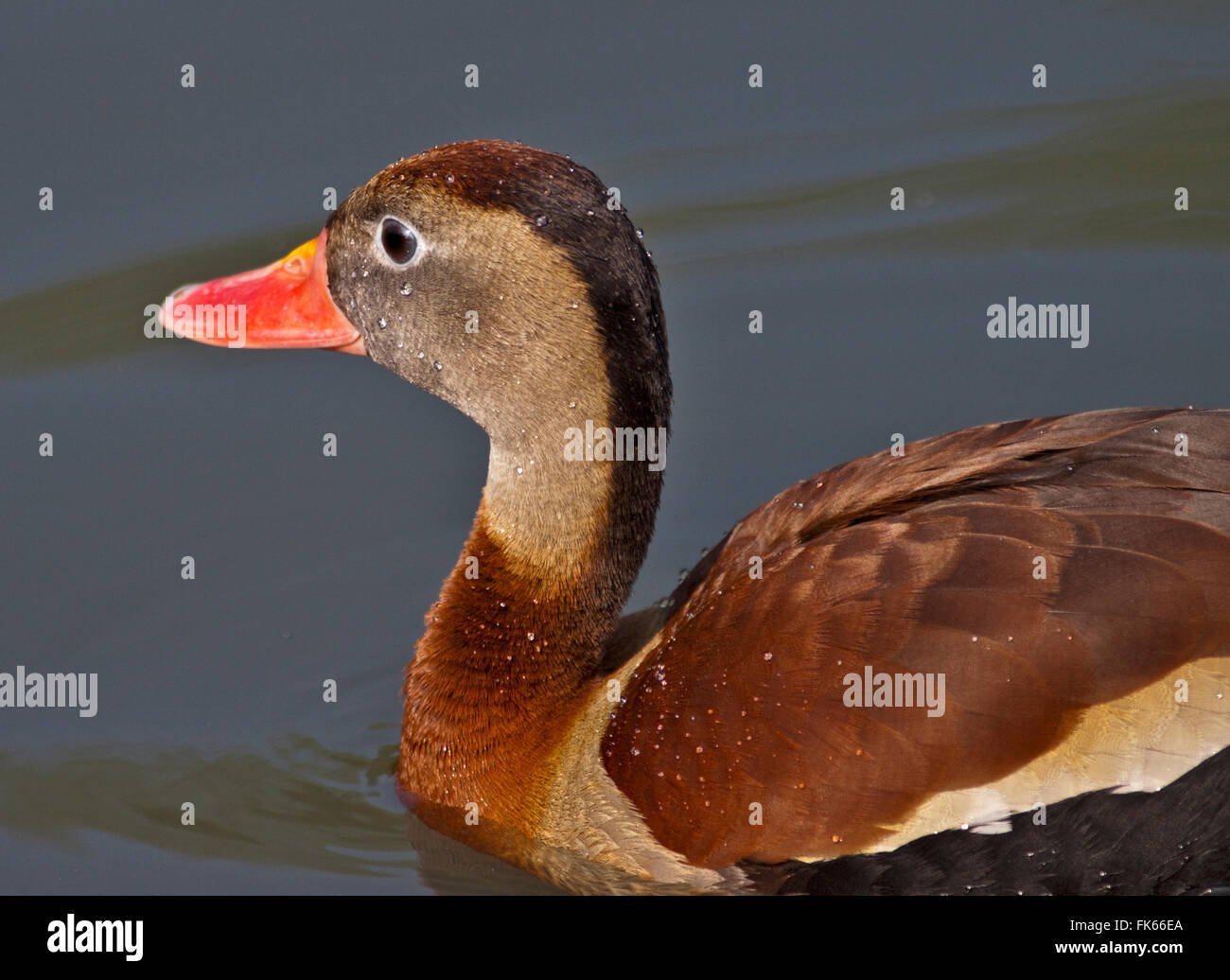 Red Billed/Black Bellied Whistling Duck (dendrocygna autumnalis) Stock Photo