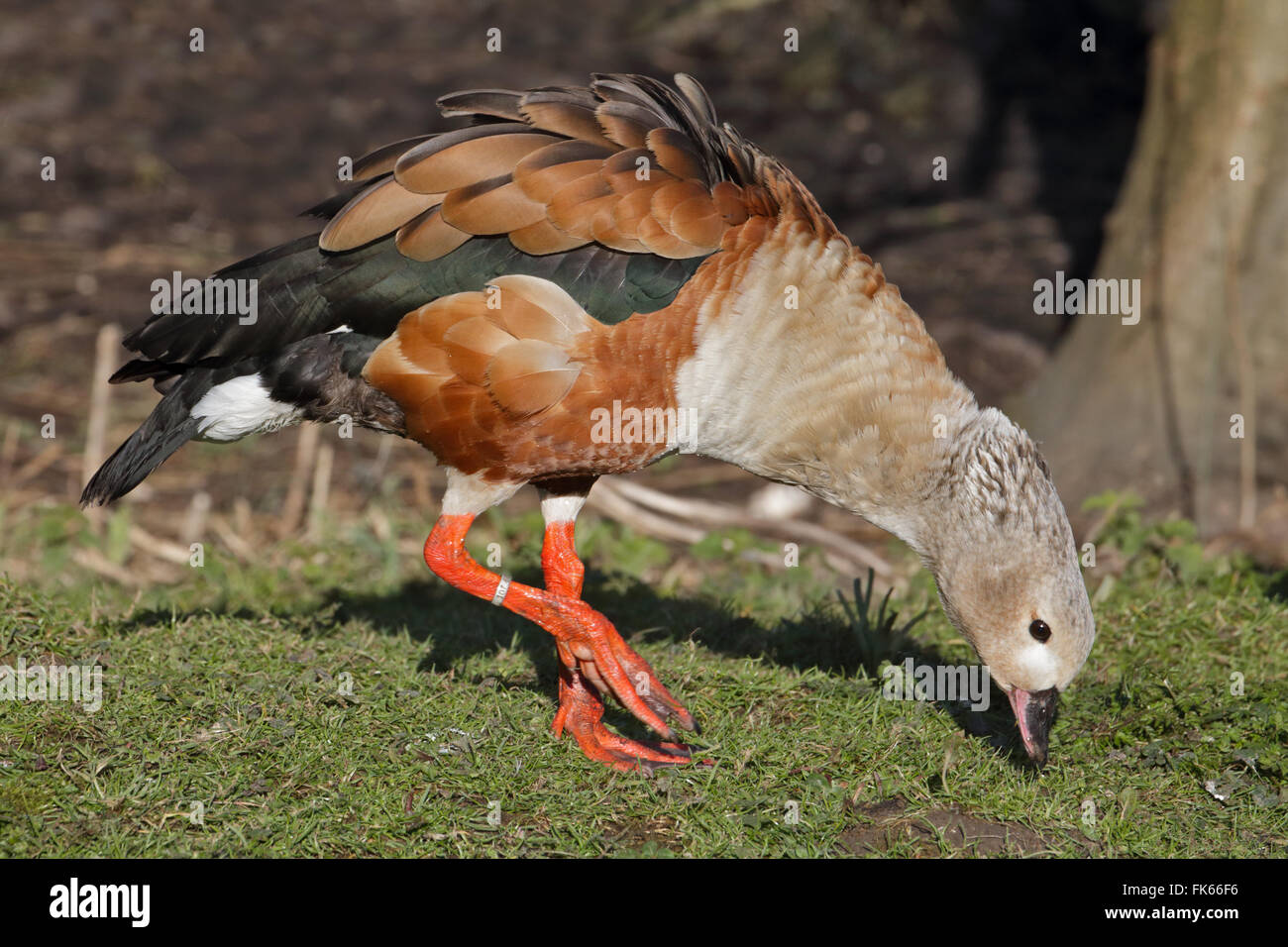 Orinoco Goose (neochen jubata) Stock Photo