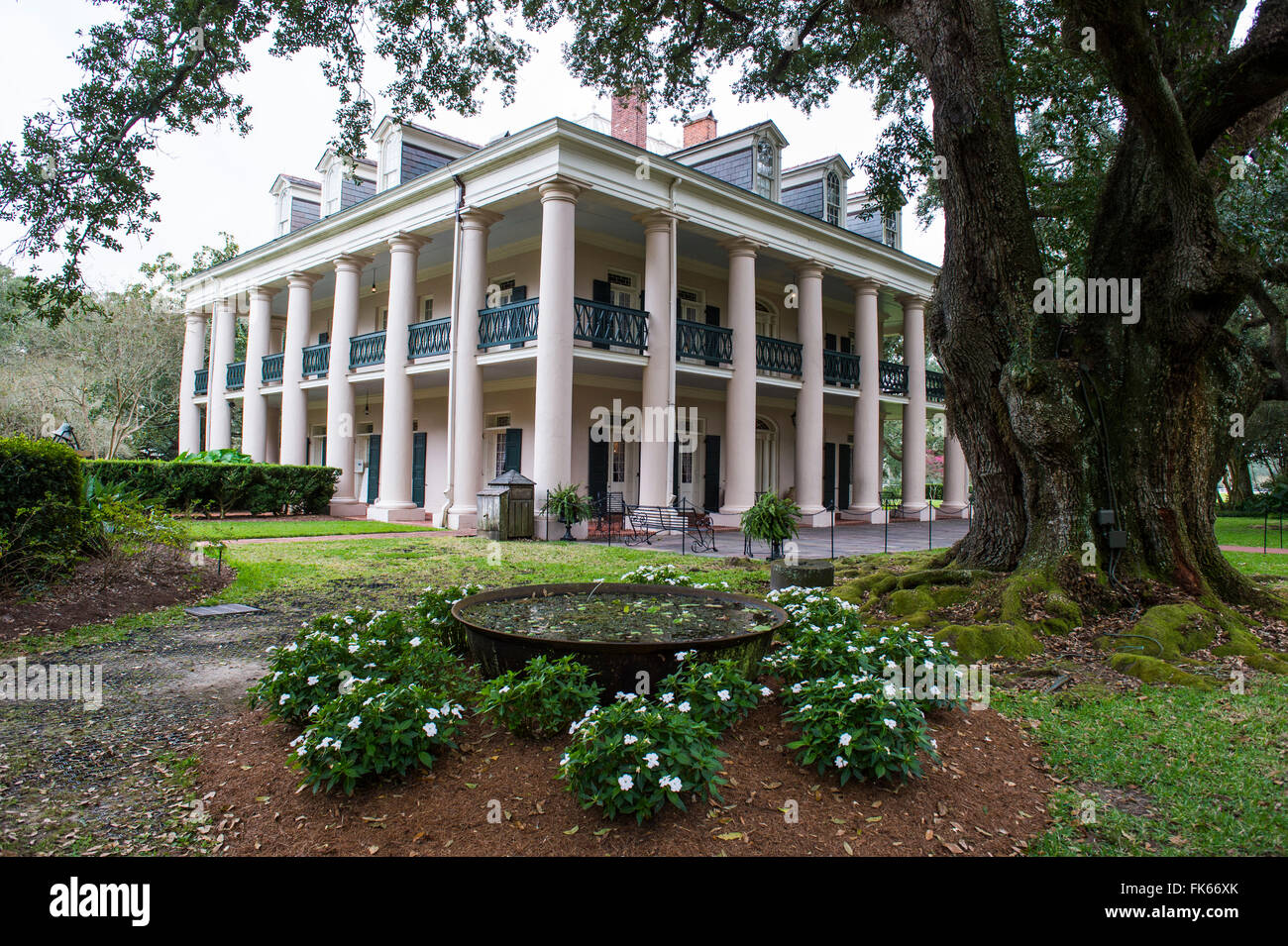Oak tree before the Plantation house, Oak Alley plantation, Louisiana