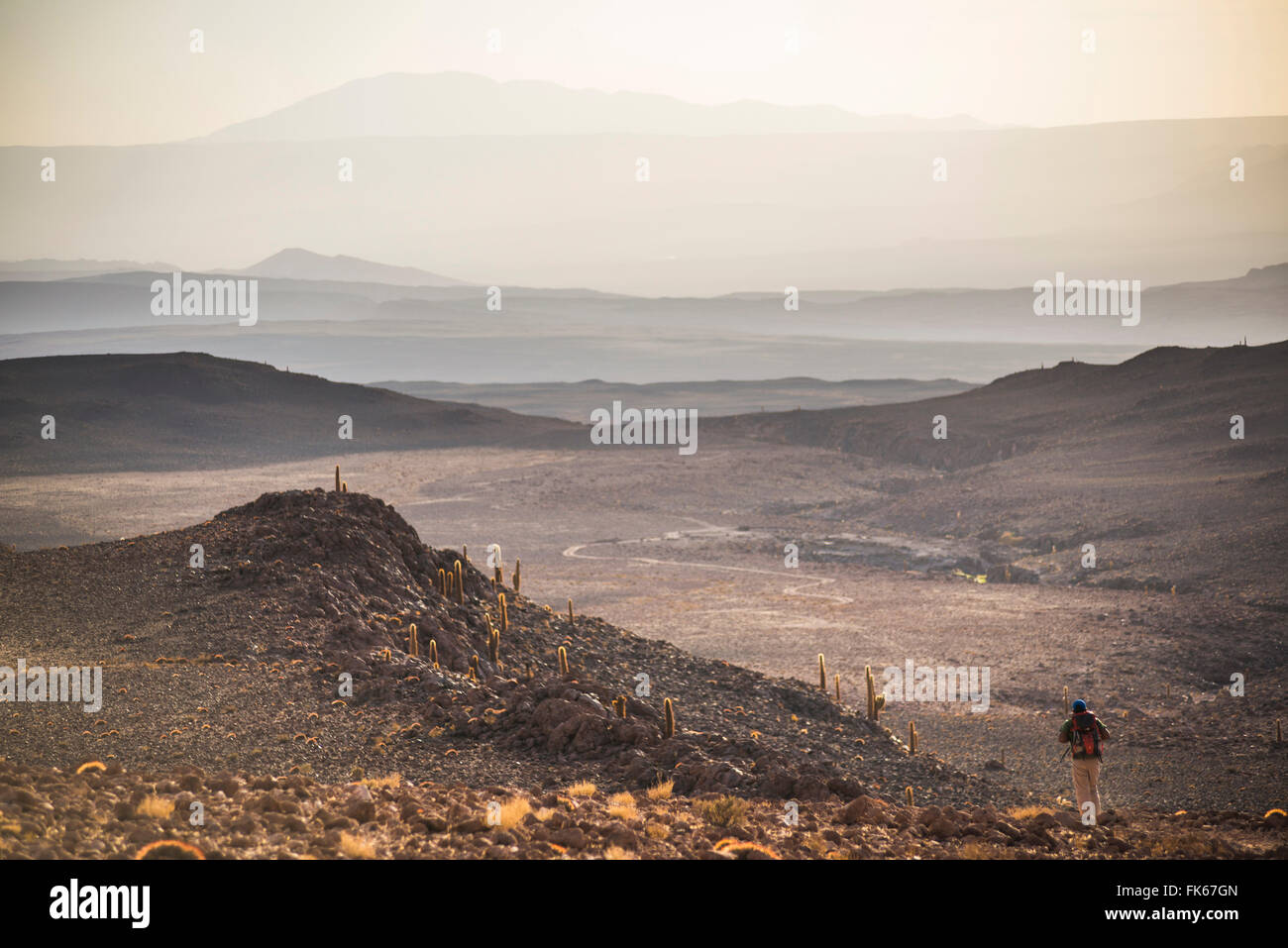 Trekking at sunset in Cactus Valley (Los Cardones Ravine), Atacama Desert, North Chile, South America Stock Photo