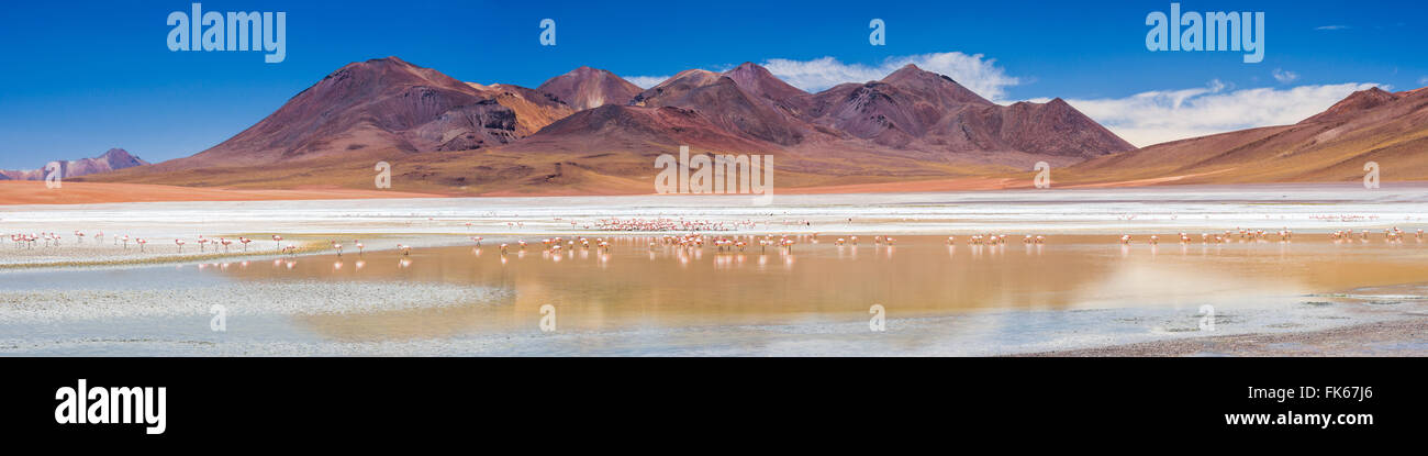 Flamingos at Laguna Hedionda, a salt lake area in the Altiplano of Bolivia, South America Stock Photo
