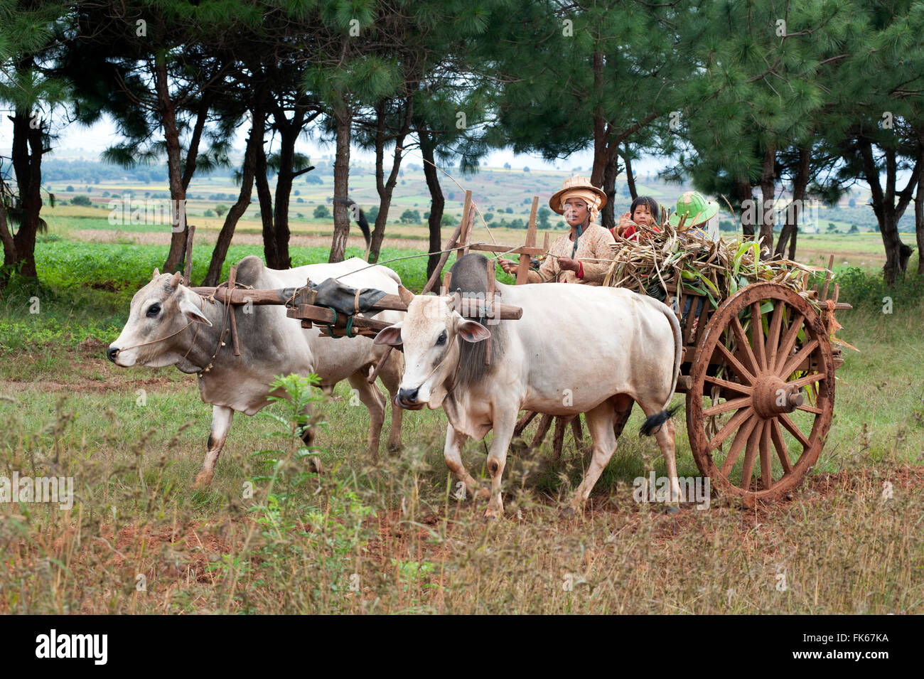 Family on a wooden wheeled bullock cart drawn by white bullocks and driven by a woman, Kalaw hills, southern Shan state Stock Photo