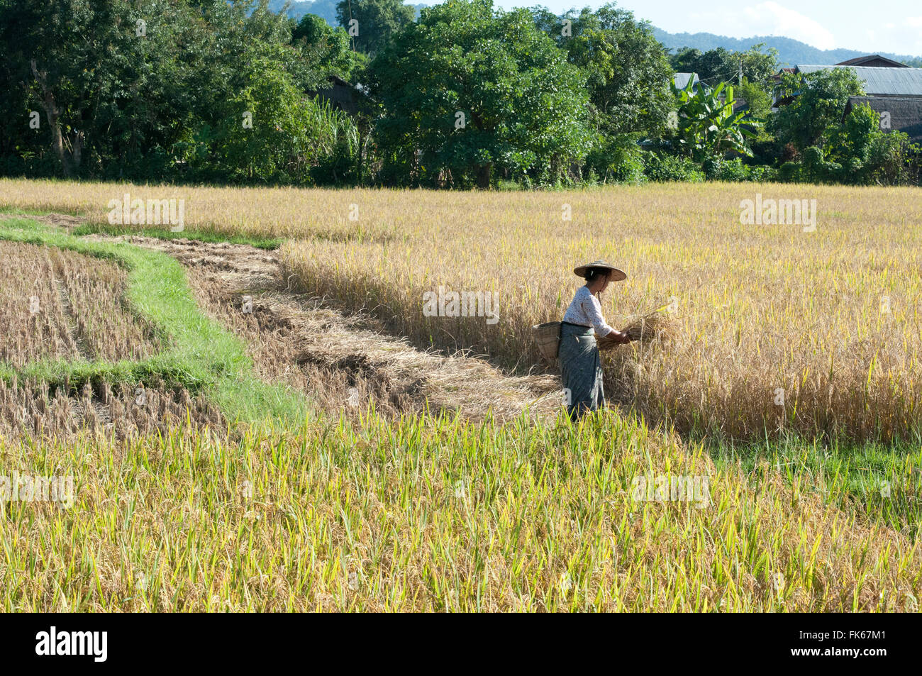 Woman in bamboo hat, harvesting rice, bamboo basket on her back, rural Hsipaw, Shan state, Myanmar (Burma), Asia Stock Photo
