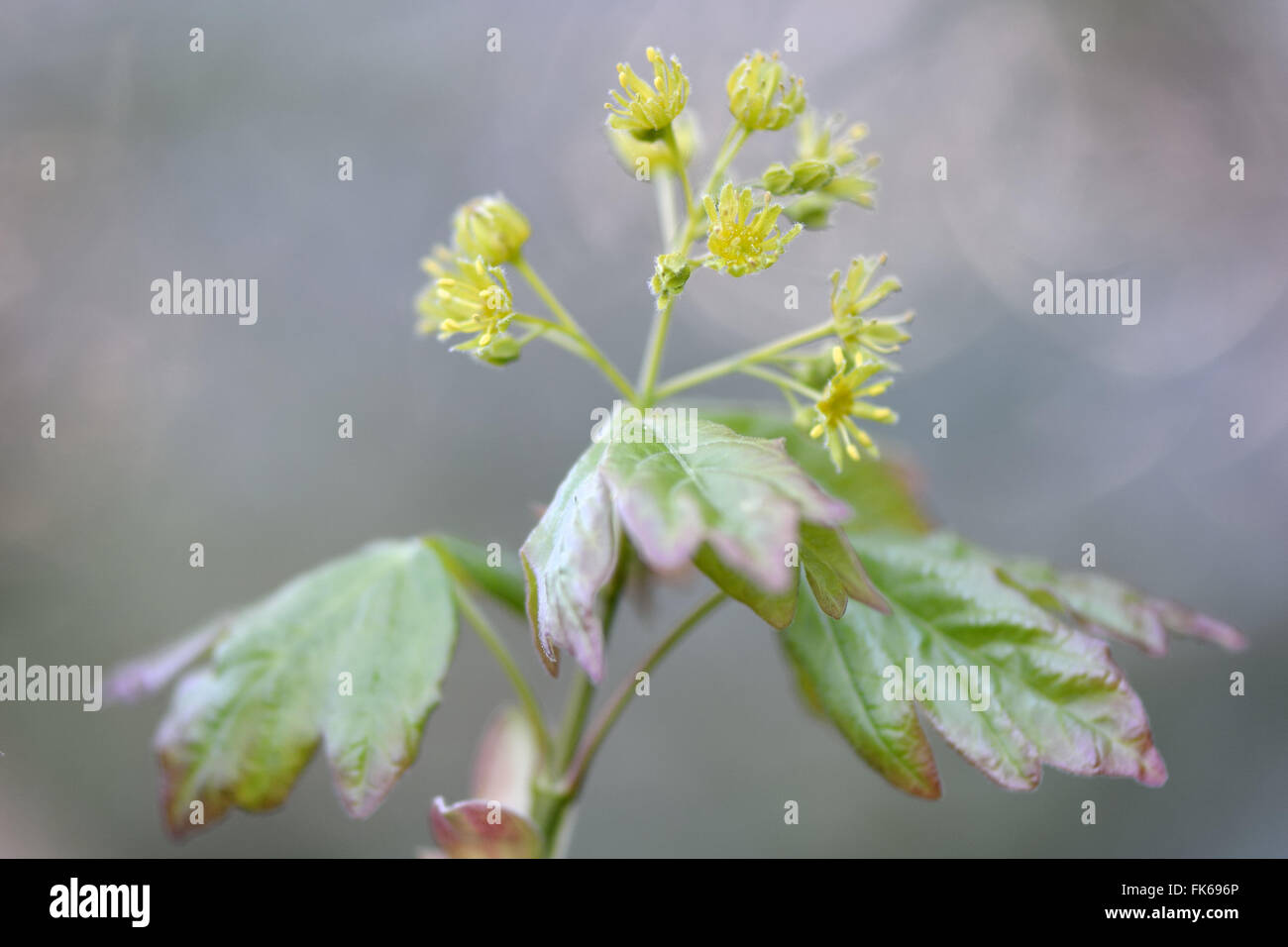 Field maple (Acer campestre). Flowers on tree in the family Sapindaceae, in spring in a British woodland Stock Photo