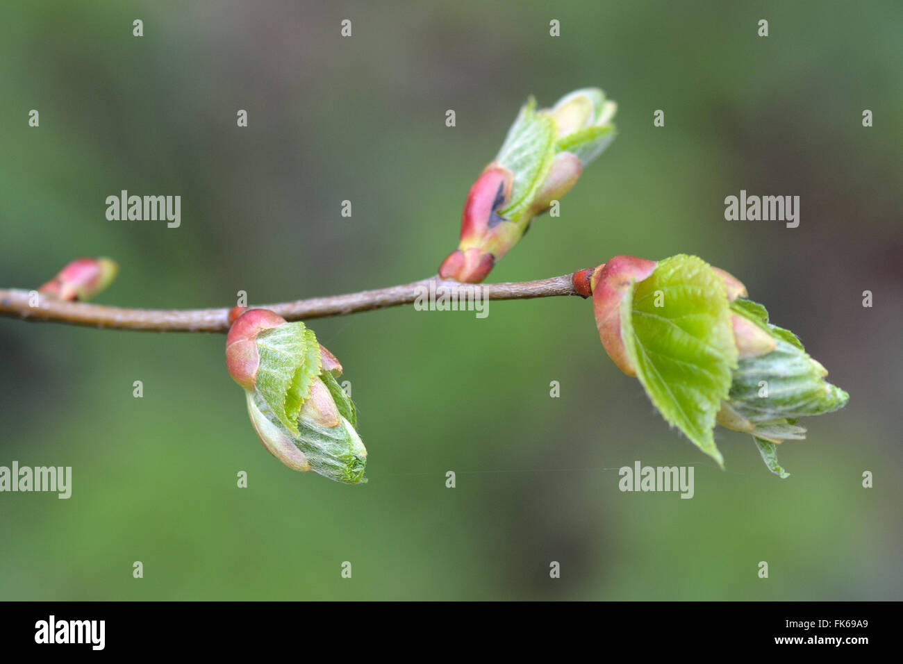 Small-leaved lime (Tilia cordata). A tree in the family Tiliaceae with buds opening, coming into leaf.  Also know as linden Stock Photo