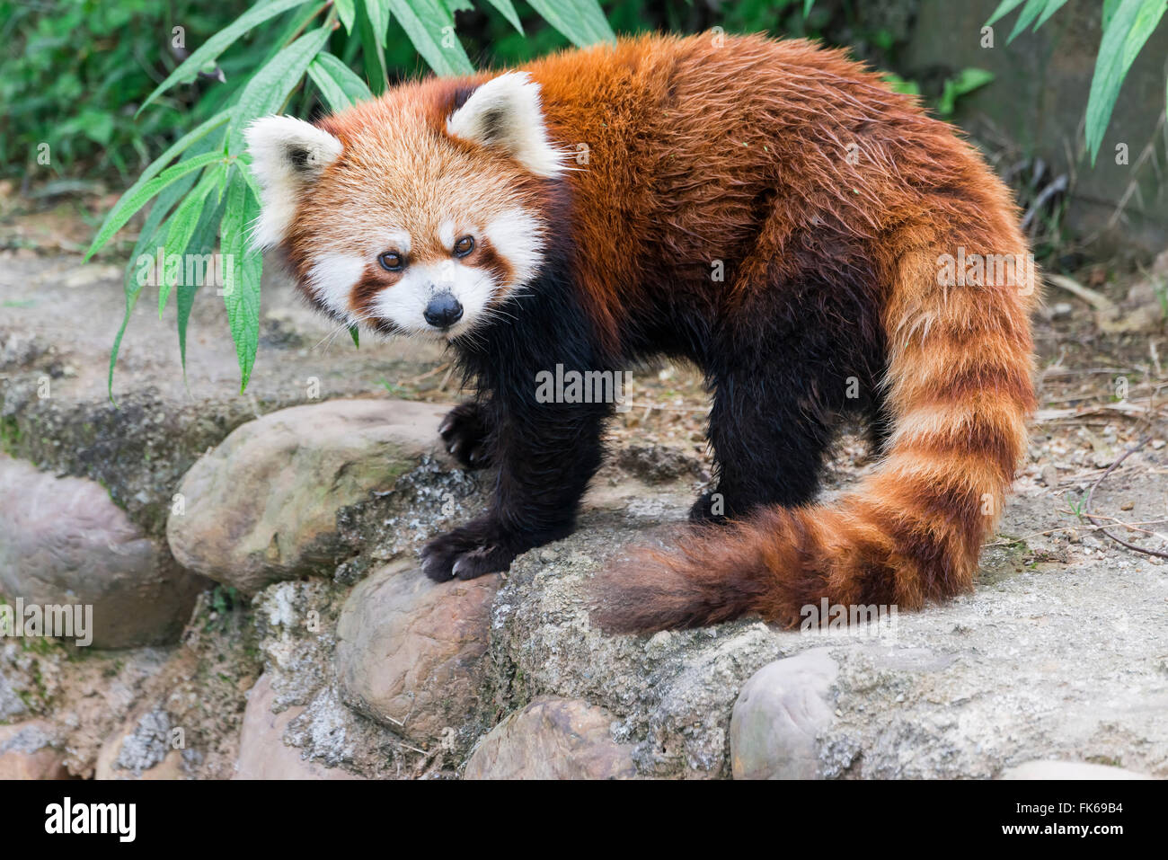 Red Panda (Ailurus fulgens), Sichuan Province, China, Asia Stock Photo