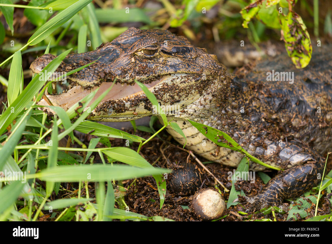 A spectacled caiman in Tortuguero National Park, Limon, Costa Rica, Central America Stock Photo