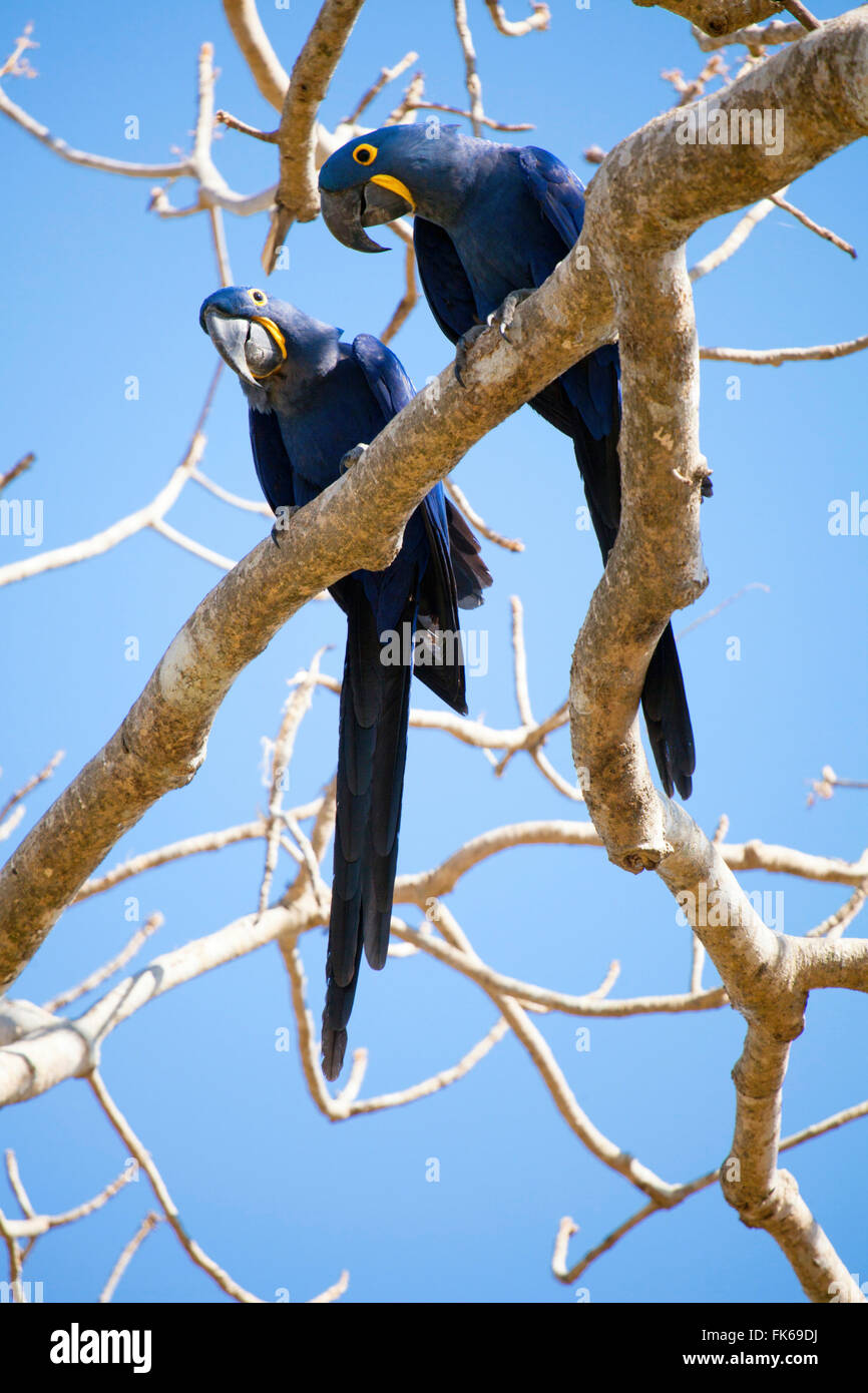 Hyacinth macaws (Anodorhynchus hyacinthinus), Mato Grosso do Sul, Brazil, South America Stock Photo