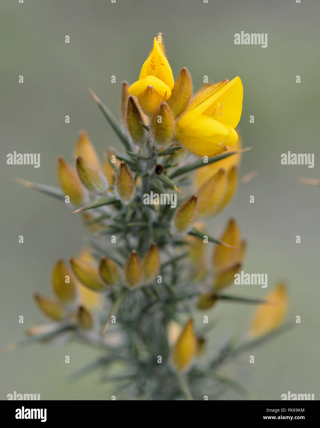 Gorse (Ulex europaeus). A prickly shrub in the pea family, Fabaceae, in flower Stock Photo