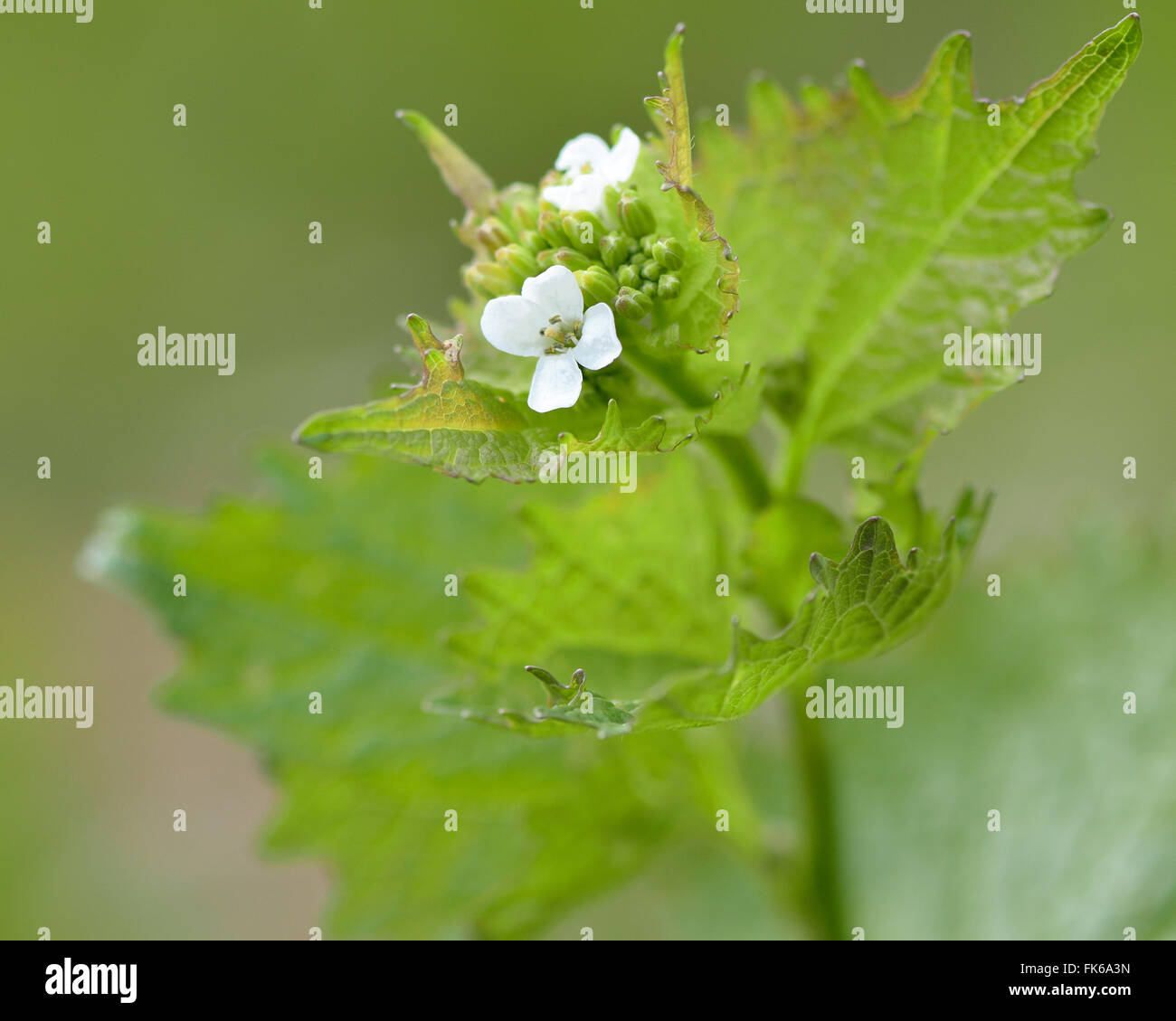 Garlic mustard (Alliaria petiolata). An biennial plant in the cabbage and mustard family (Brassicaceae), with white flowers Stock Photo