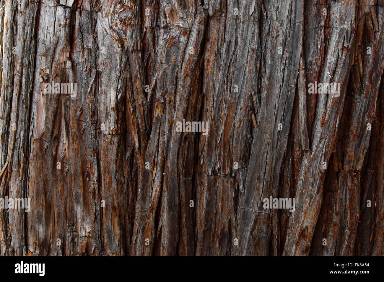 Skinned Tree Skin of tree hi-res stock photography and images - Alamy