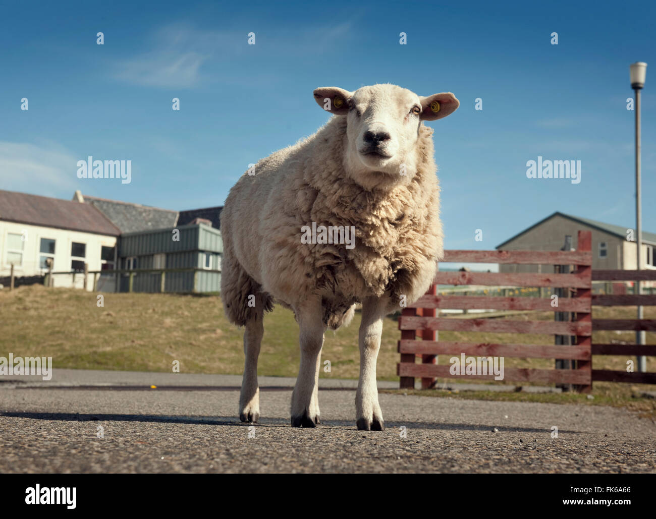 Inquisitive sheep, Isle of Barra, Hebrides, Scotland, United Kingdom, Europe Stock Photo