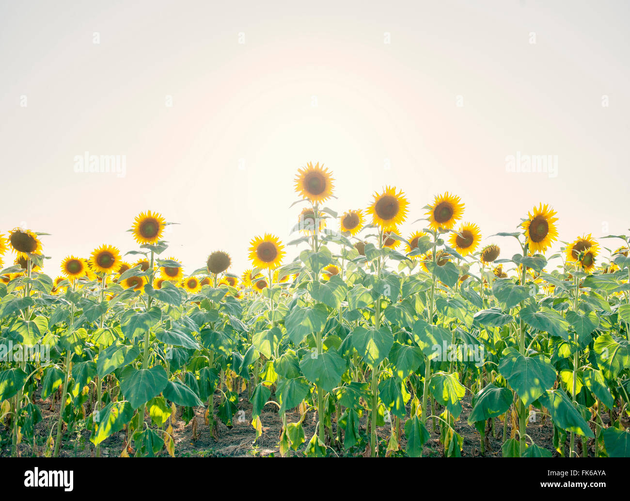 Sunflowers in full bloom, France, Europe Stock Photo