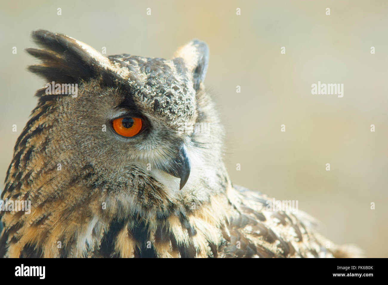 Eagle owl, United Kingdom, Europe Stock Photo