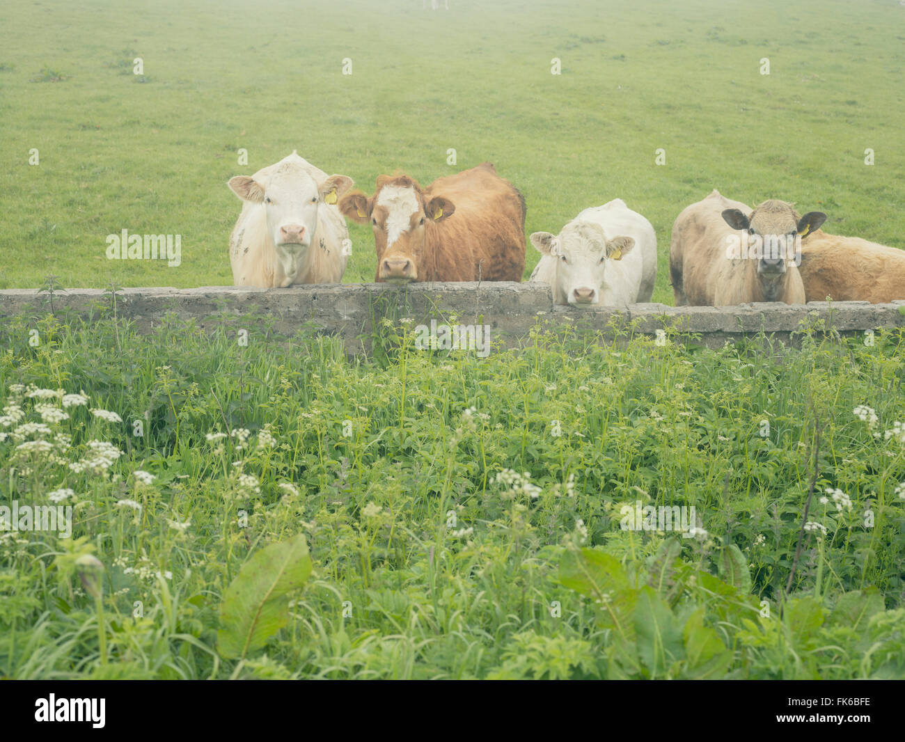 Inquisitive cows in the mist, Highland, Scotland, United Kingdom, Europe Stock Photo