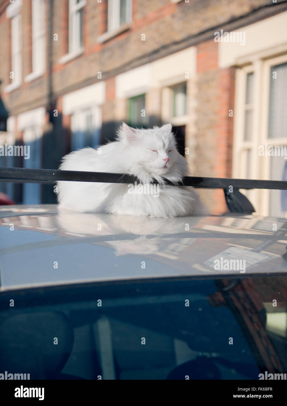 Fat cat dozing in the sun on the roof of a car, United Kingdom, Europe Stock Photo