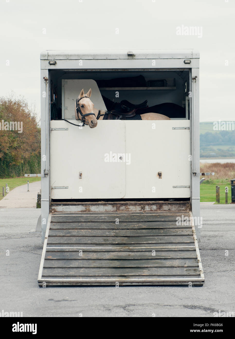Horse peers out of a horsebox, United Kingdom, Europe Stock Photo
