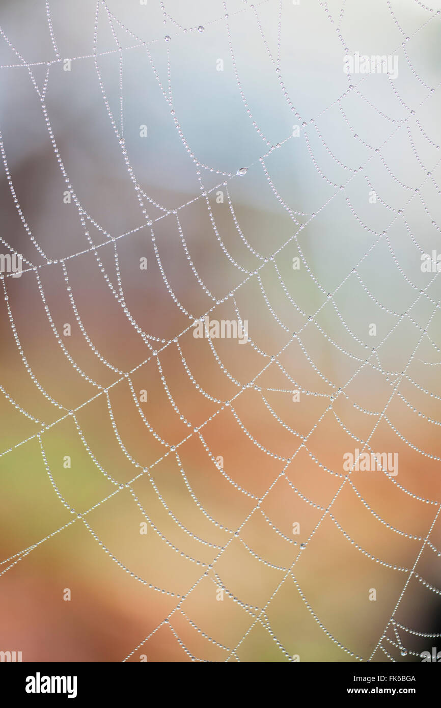 Dewdrops on a spiders web, United Kingdom, Europe Stock Photo