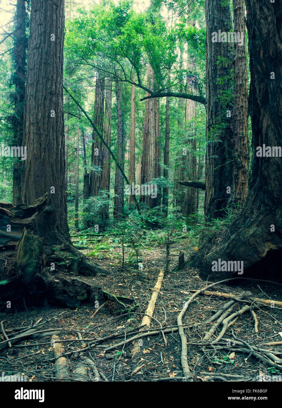 Giant redwood (sequioa) trees in Redwood National Park, Northern California, United States of