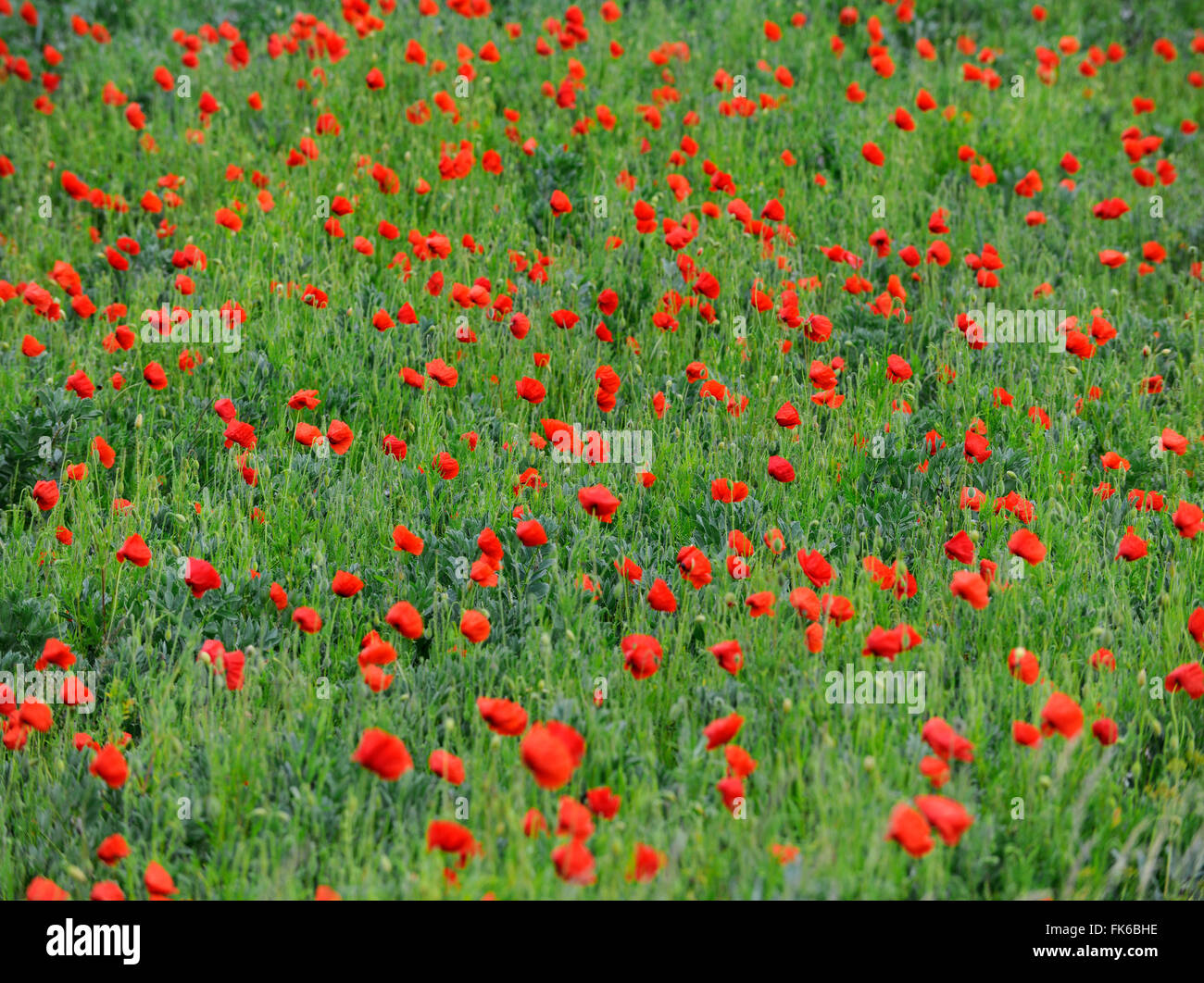 Wild poppies in a field, Suffolk, England, United Kingdom, Europe Stock Photo