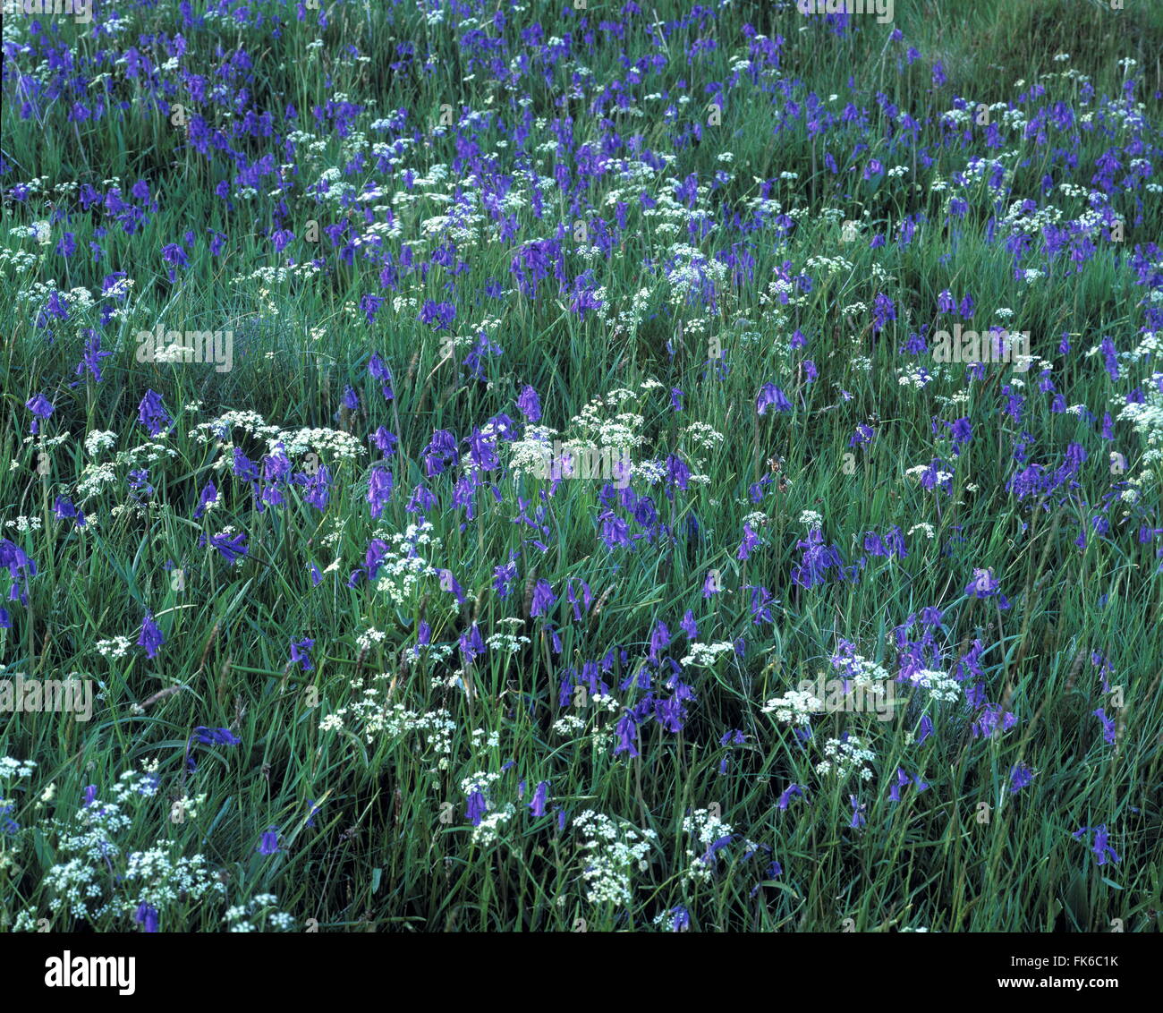 Carpet of bluebells in long grass, United Kingdom, Europe Stock Photo