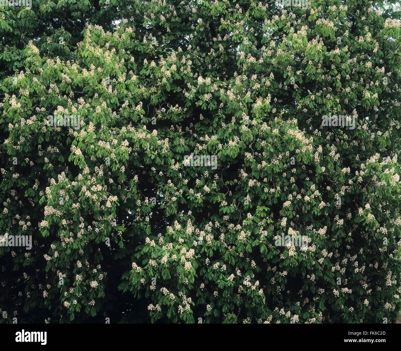 Chestnut Tree blossom, United Kingdom, Europe Stock Photo