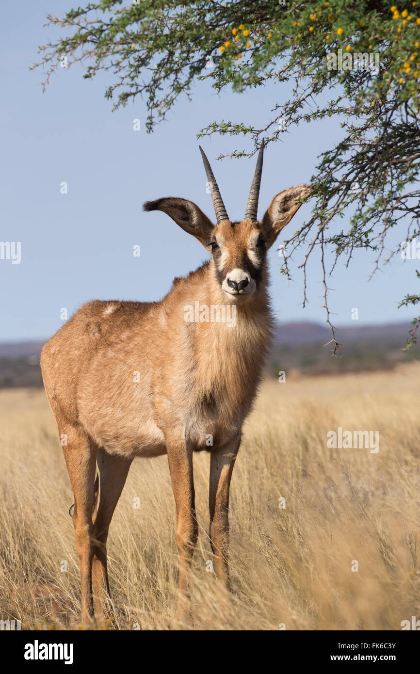 Roan antelope (Hippotragus equinus), Mokala National Park, South Africa, Africa Stock Photo