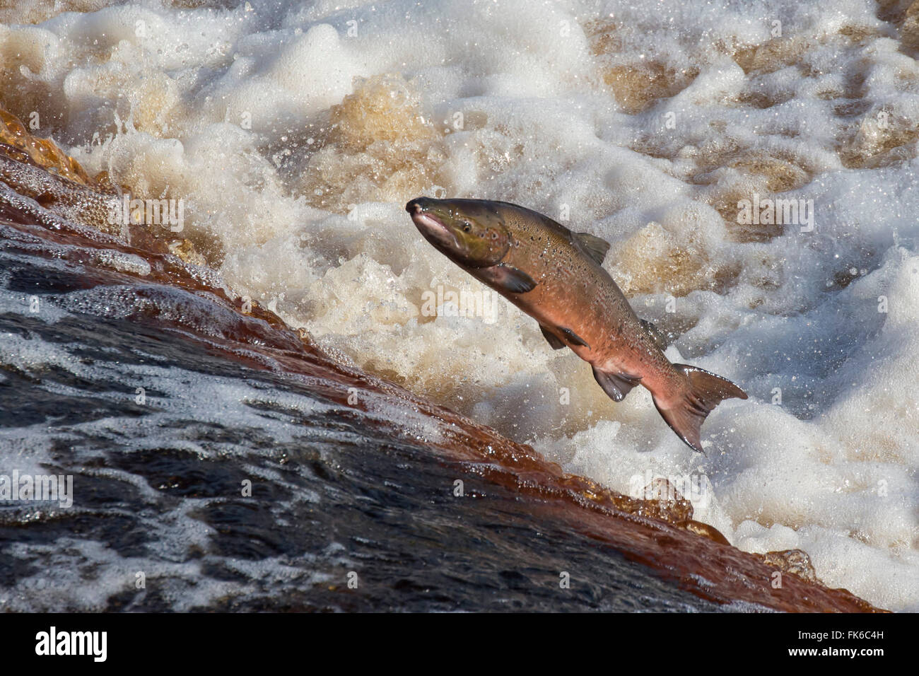 Atlantic salmon (Salmo salar) leaping on upstream migration, River Tyne, Hexham, Northumberland, England, United Kingdom Stock Photo