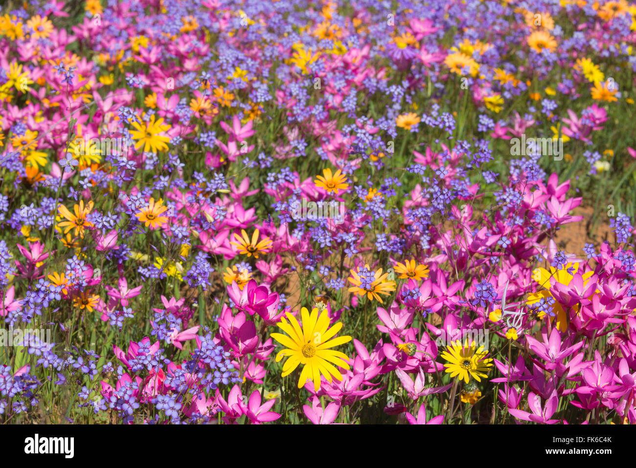 Spring wildflowers, Papkuilsfontein farm, Nieuwoudtville, Northern Cape, South Africa, Africa Stock Photo