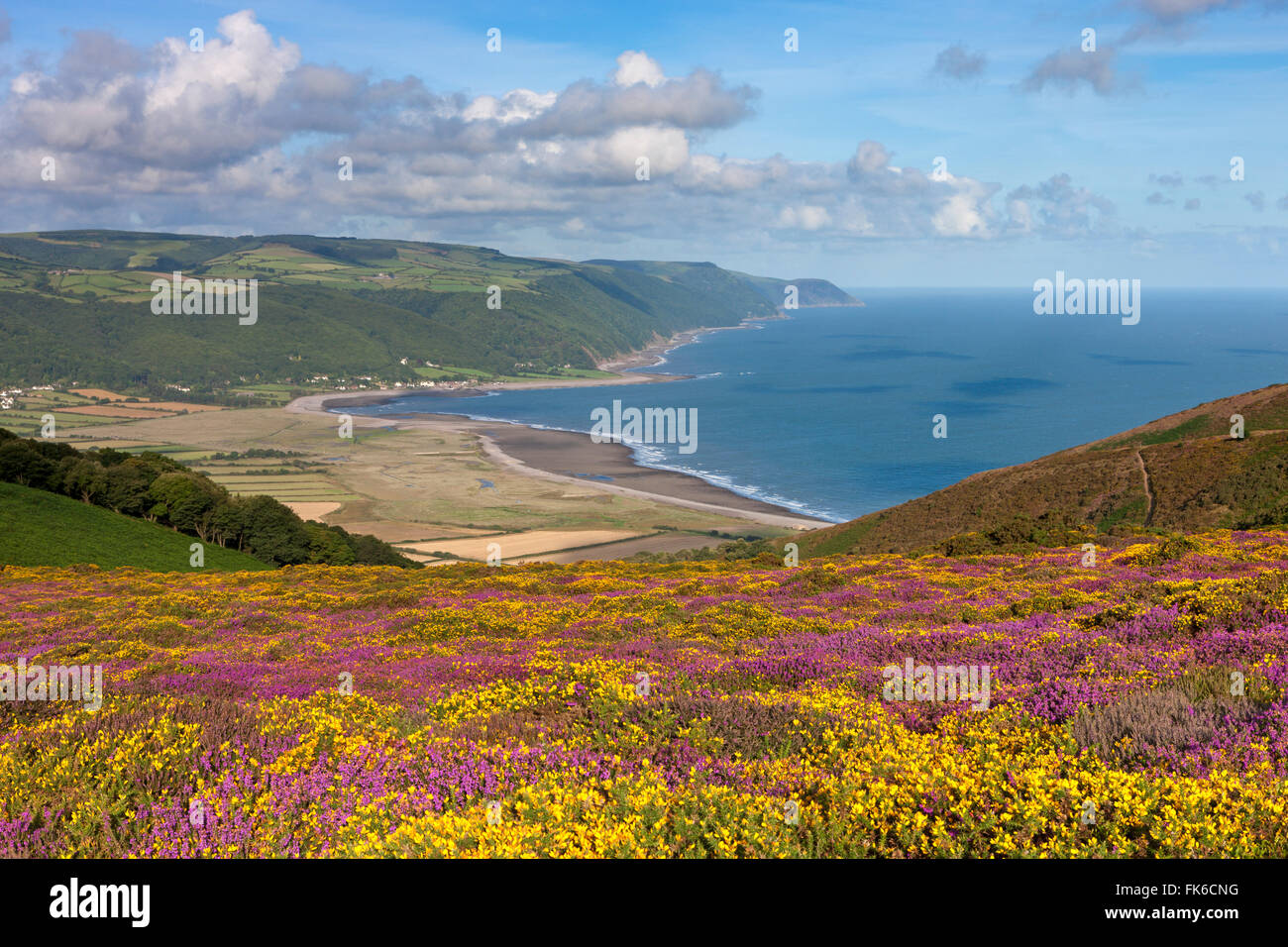 Flowering heather and gorse on Bossington Hill, with views to Porlock ...