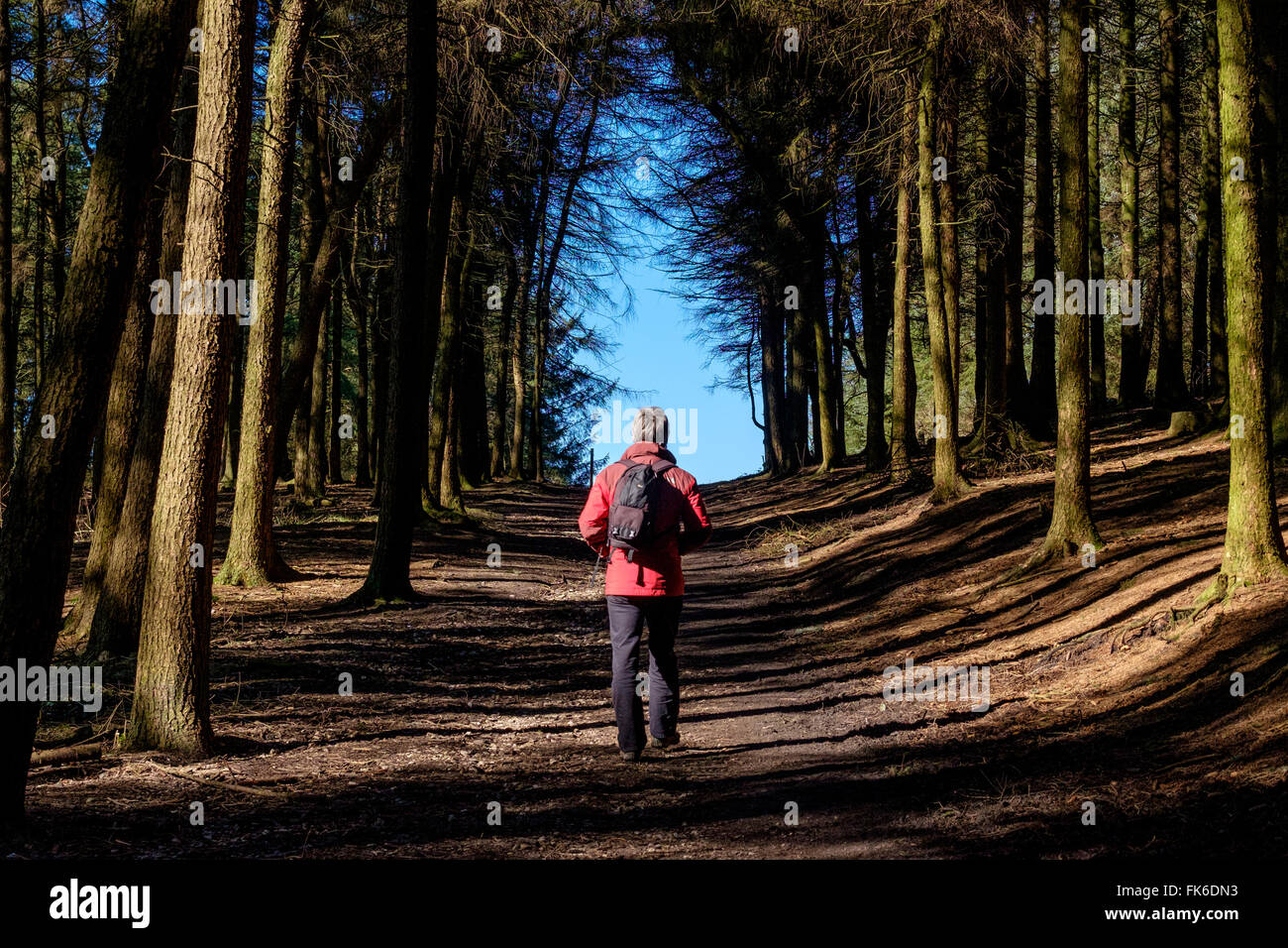 man-walking-through-trees-at-beacon-fell-in-lancashire-stock-photo-alamy
