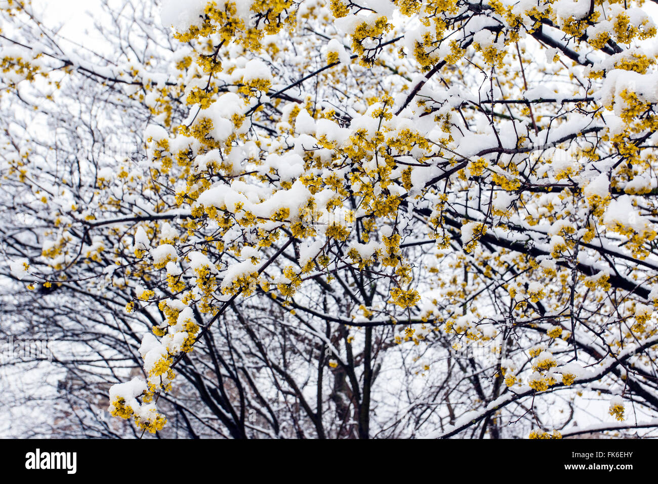 Spring flowering Cornus (cornus mas) under snow. Stock Photo