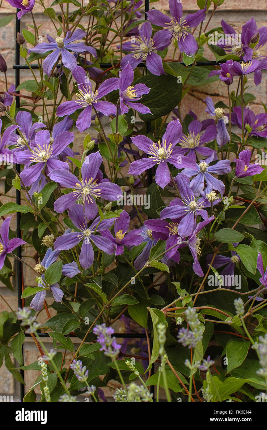 Clematis integrifolia  ARABELLA,  blue, small flowered clematis, Stock Photo