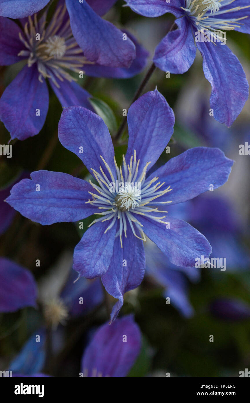 Clematis integrifolia  ARABELLA,  blue, small flowered clematis, Stock Photo