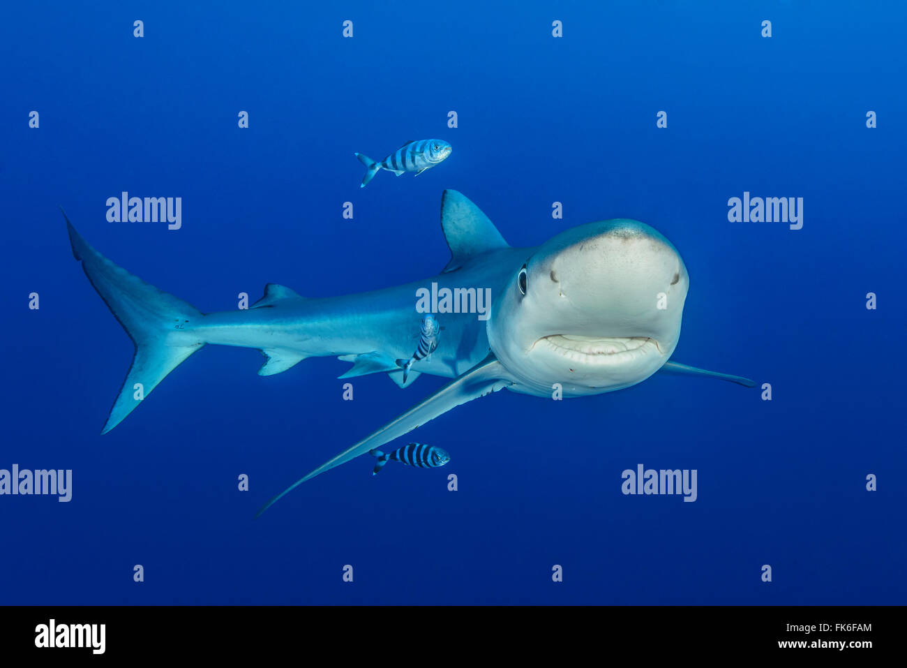 Blue Shark and Pilot Fish, Prionace glauca and Naucrates ductor, Azores, Portugal, Atlantic Ocean Stock Photo