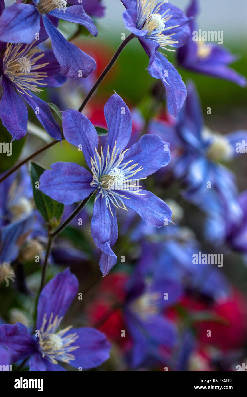 Clematis integrifolia  ARABELLA,  blue, small flowered clematis, Stock Photo