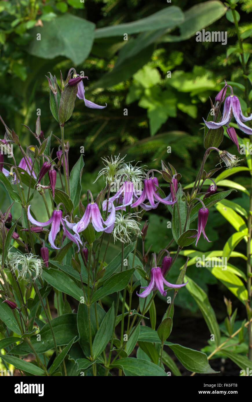 Clematis integrifolia 'Rosea', Bush Clematis. Stock Photo