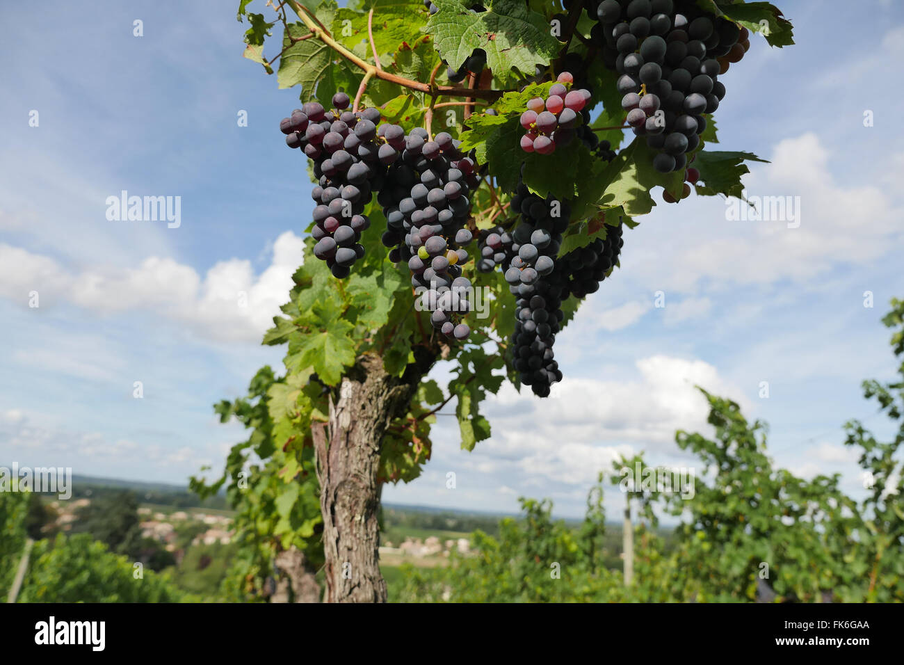 GrapesBordeaux Wineyard at Sunset Stock Photo Alamy