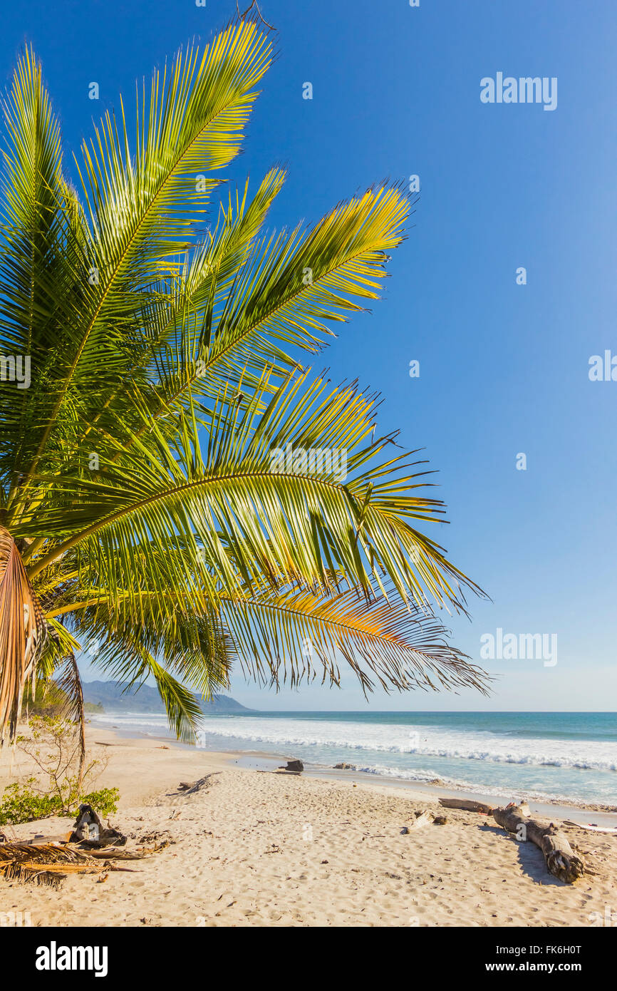 Palm trees on this beautiful surf beach near Mal Pais, far south of Nicoya Peninsula, Santa Teresa, Puntarenas, Costa Rica Stock Photo