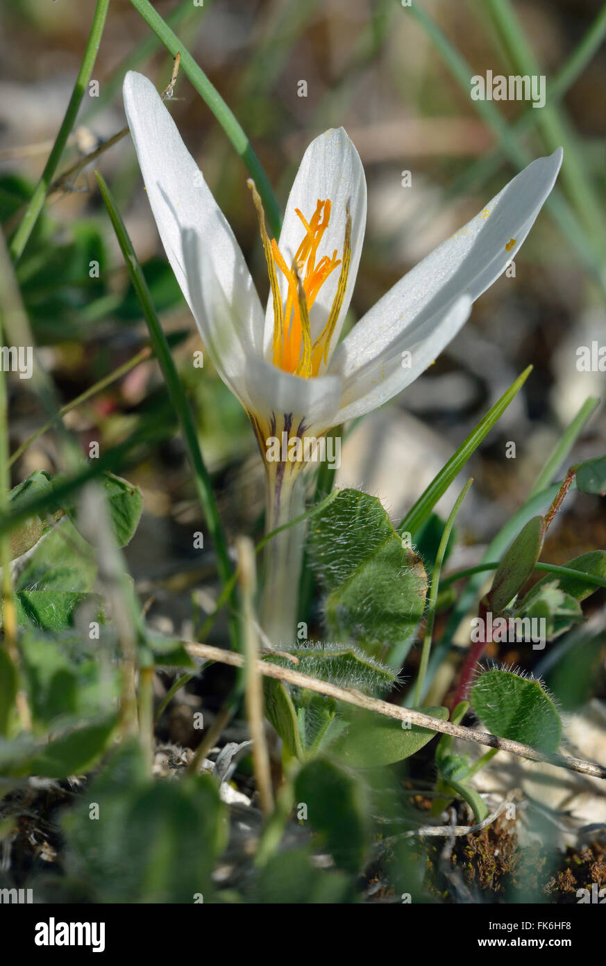 Cyprus Crocus - Crocus veneris Endemic Autumn Flowering Bulb Stock Photo