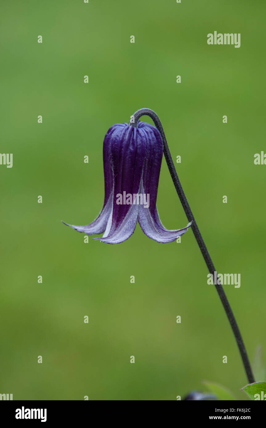 Clematis Rooguchi , roguchi Stock Photo - Alamy