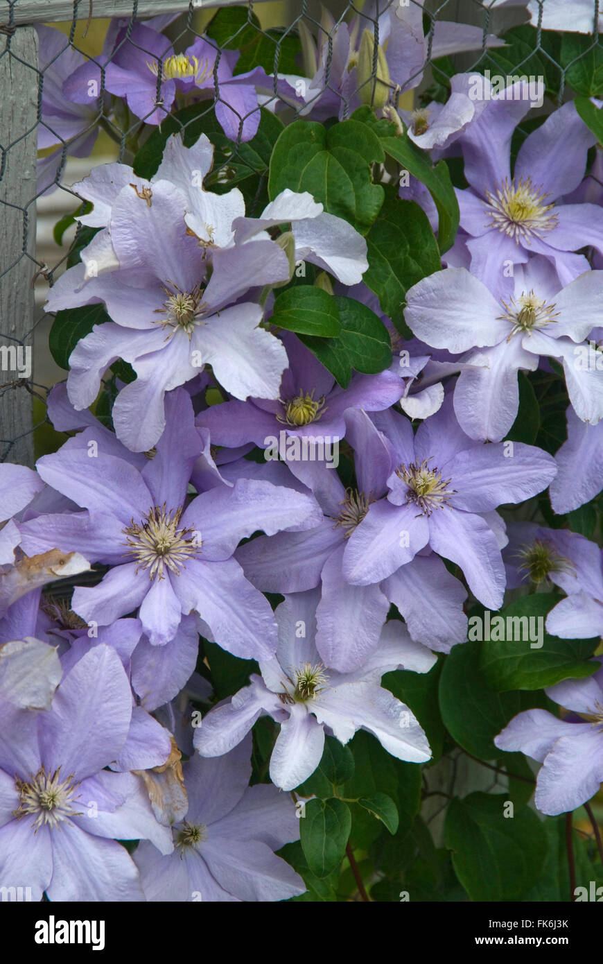Clematis Silver Moon Stock Photo