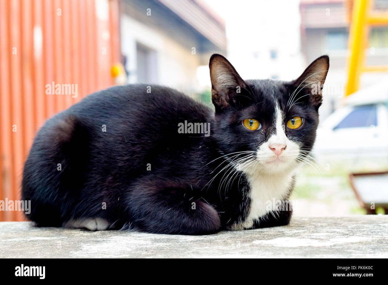 cat sit crouched on the concrete floor Stock Photo - Alamy