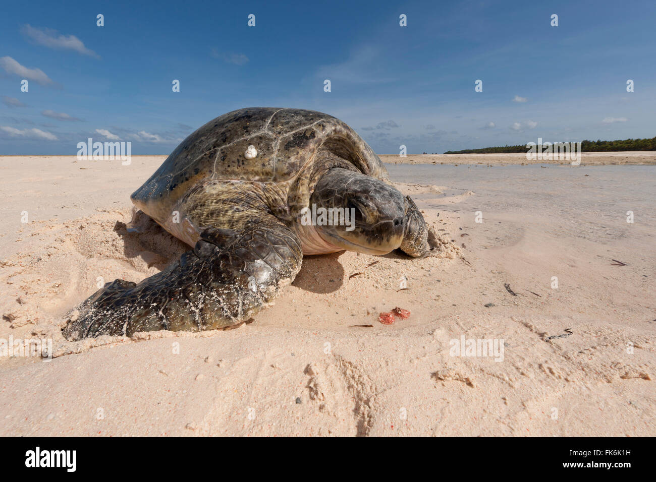 Green turtle (Chelonia mydas) mother struggles to make her way back to sea after laying her eggs on the beach. The strong mornin Stock Photo