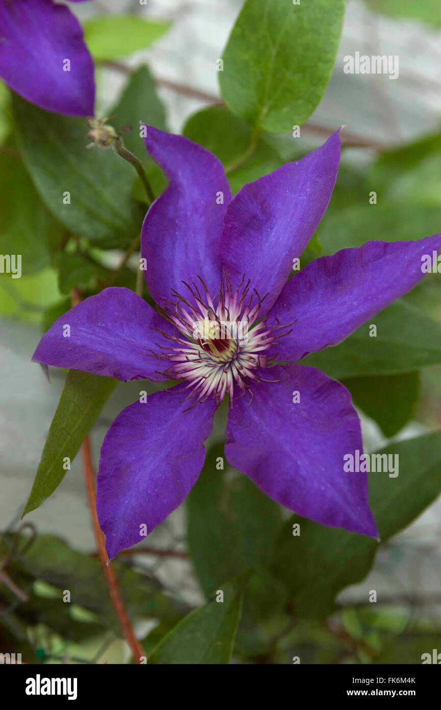 Clematis " The President " Stock Photo
