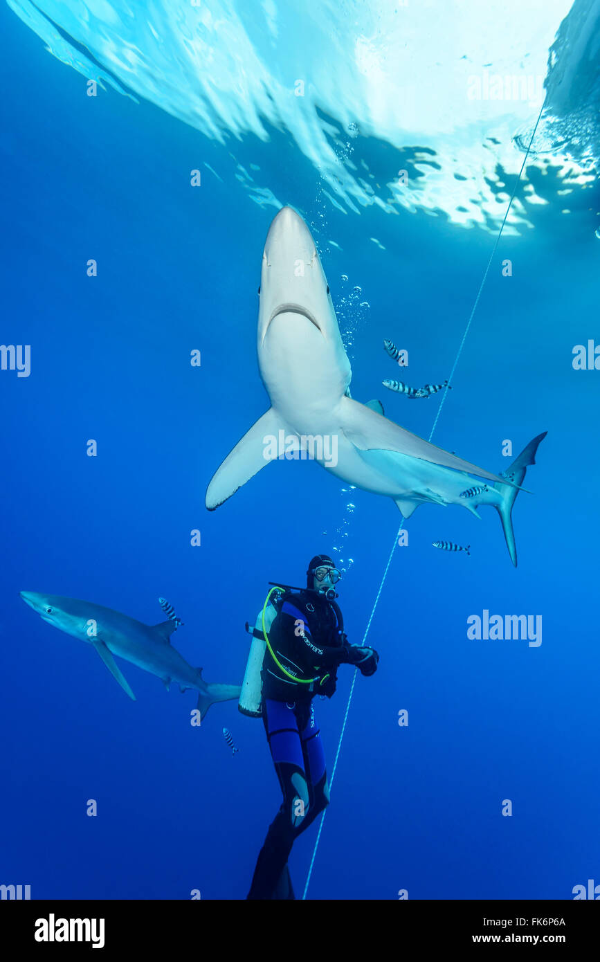 Blue Shark scuba diver, Prionace glauca, Azores, Portugal, Atlantic Ocean Stock Photo