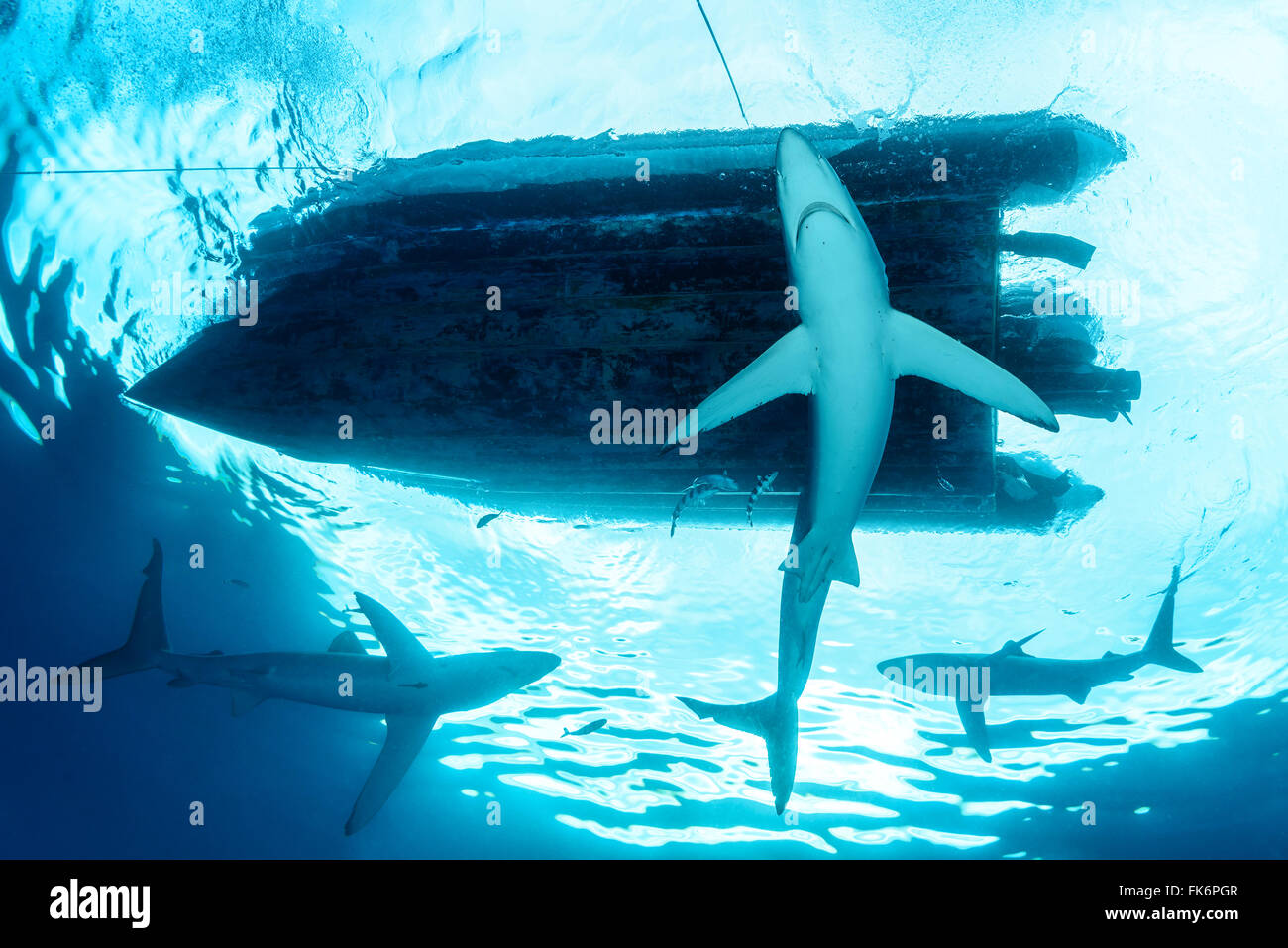 Blue Shark under scuba diving boat, Prionace glauca, Azores, Portugal, Atlantic Ocean Stock Photo