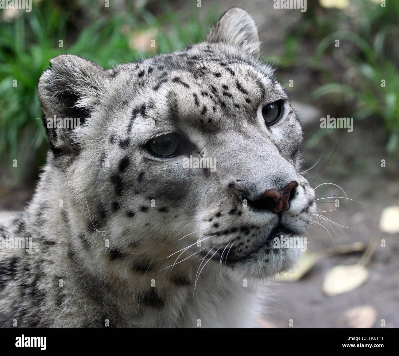 Snow Leopard close up at a zoo in Canada Stock Photo - Alamy